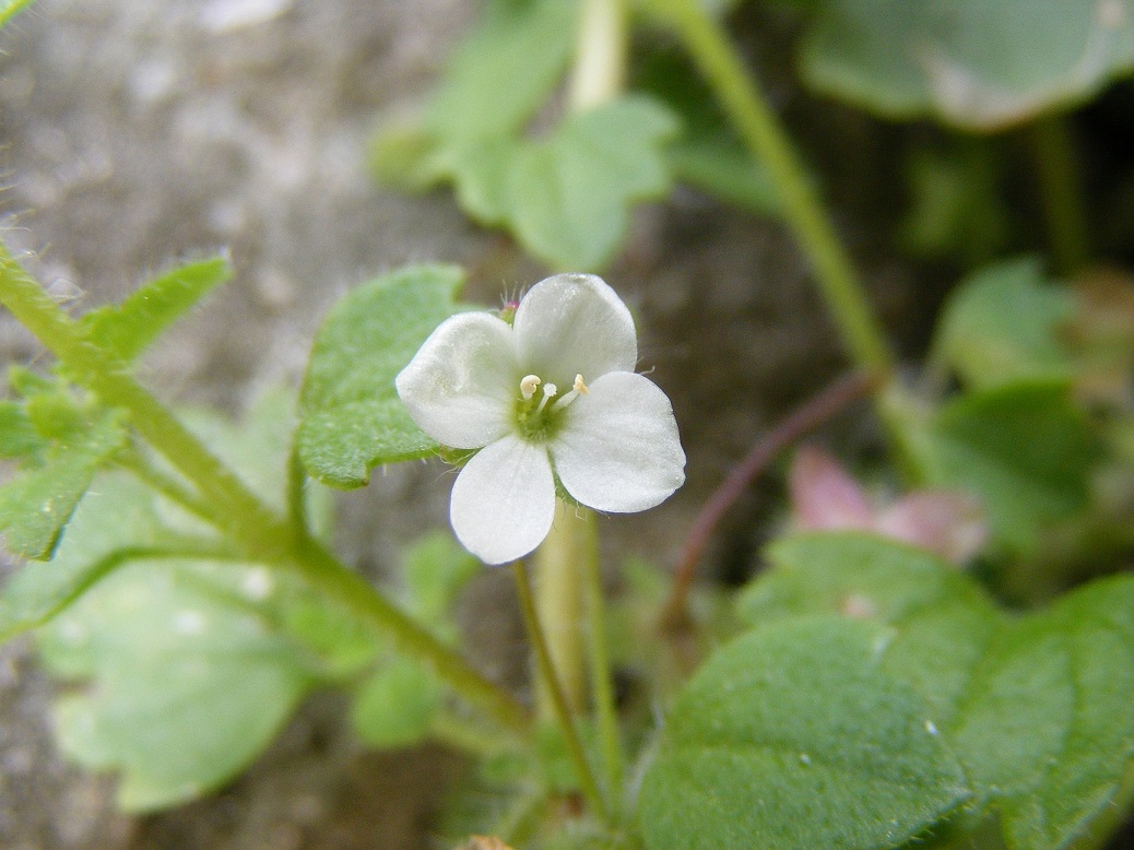 Veronica cymbalaria / Veronica a foglie di Cimbalaria